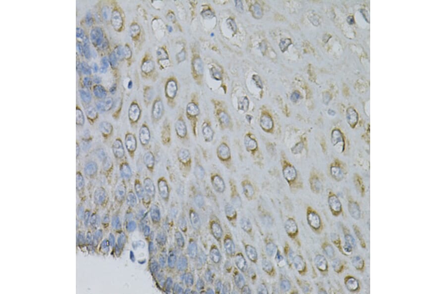 Immunohistochemistry - Anti-EIF4B Antibody (A5405) - Antibodies.com