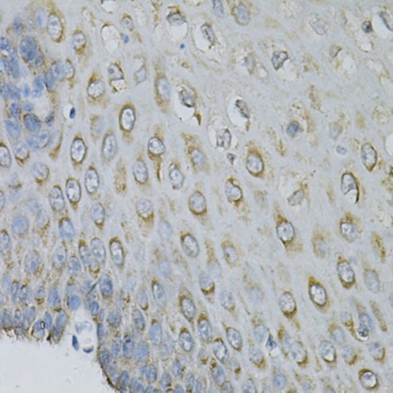 Immunohistochemistry - Anti-EIF4B Antibody (A5405) - Antibodies.com