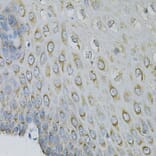 Immunohistochemistry - Anti-EIF4B Antibody (A5405) - Antibodies.com