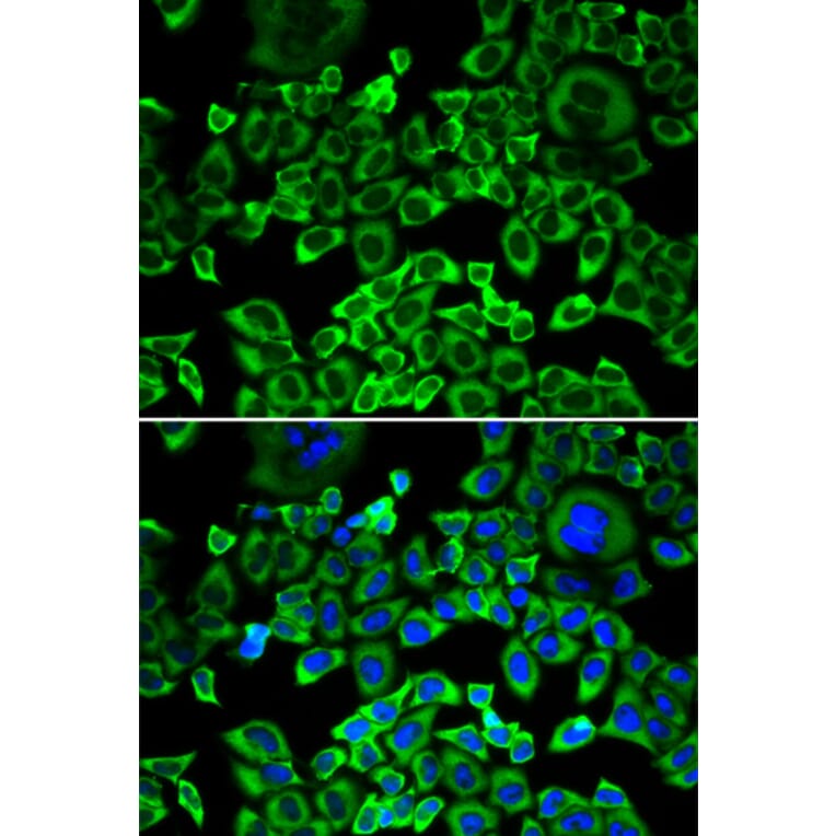 Immunofluorescence - Anti-EIF4B Antibody (A5405) - Antibodies.com