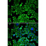 Immunofluorescence - Anti-EIF4B Antibody (A5405) - Antibodies.com