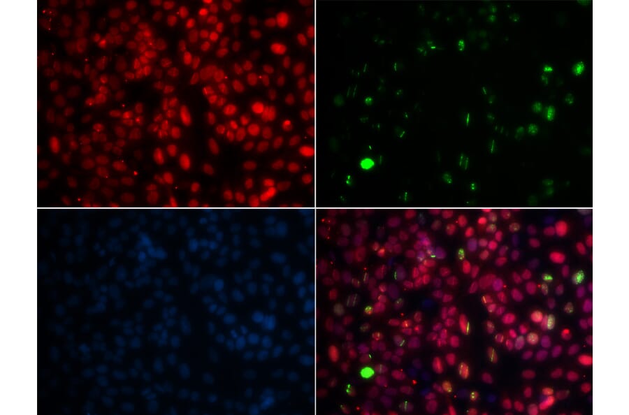 Immunofluorescence - Anti-MPG / AAG Antibody (A14743) - Antibodies.com