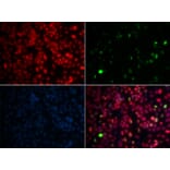 Immunofluorescence - Anti-MPG / AAG Antibody (A14743) - Antibodies.com