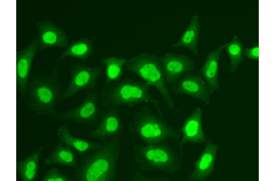Immunofluorescence - Anti-MPG / AAG Antibody (A14743) - Antibodies.com