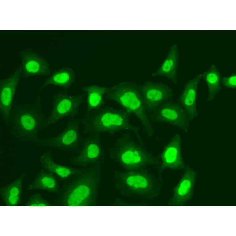 Immunofluorescence - Anti-MPG / AAG Antibody (A14743) - Antibodies.com