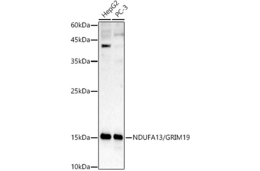 Western Blot - Anti-GRIM19 Antibody (A14745) - Antibodies.com