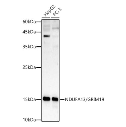 Western Blot - Anti-GRIM19 Antibody (A14745) - Antibodies.com