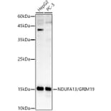 Western Blot - Anti-GRIM19 Antibody (A14745) - Antibodies.com