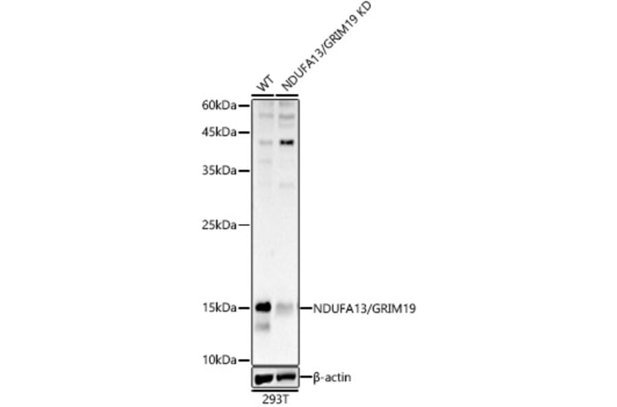 Western Blot - Anti-GRIM19 Antibody (A14745) - Antibodies.com