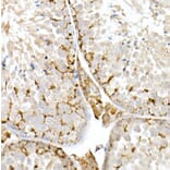 Immunohistochemistry - Anti-Niemann Pick C2 Antibody (A14746) - Antibodies.com
