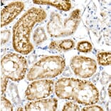 Immunohistochemistry - Anti-Niemann Pick C2 Antibody (A14746) - Antibodies.com