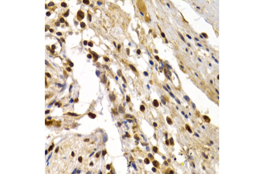 Immunohistochemistry - Anti-DP1 Antibody (A14753) - Antibodies.com