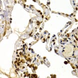 Immunohistochemistry - Anti-DP1 Antibody (A14753) - Antibodies.com