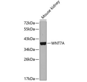 Western Blot - Anti-Wnt7a Antibody (A14754) - Antibodies.com