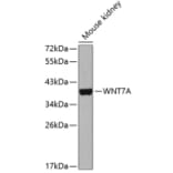 Western Blot - Anti-Wnt7a Antibody (A14754) - Antibodies.com
