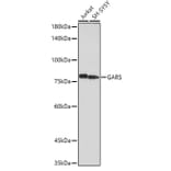 Western Blot - Anti-GARS Antibody (A14755) - Antibodies.com