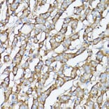 Immunohistochemistry - Anti-GARS Antibody (A14755) - Antibodies.com
