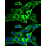 Immunofluorescence - Anti-GARS Antibody (A14755) - Antibodies.com