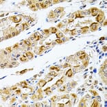 Immunohistochemistry - Anti-Rsk 2/MAPKAP Kinase 1b Antibody (A14756) - Antibodies.com