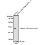 Western Blot - Anti-Glutamine Synthetase Antibody (A14757) - Antibodies.com