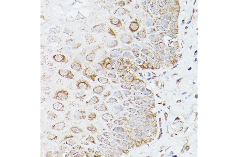 Immunohistochemistry - Anti-Glutamine Synthetase Antibody (A14757) - Antibodies.com