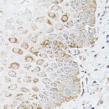 Immunohistochemistry - Anti-Glutamine Synthetase Antibody (A14757) - Antibodies.com