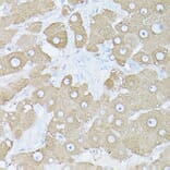Immunohistochemistry - Anti-Glutamine Synthetase Antibody (A14757) - Antibodies.com