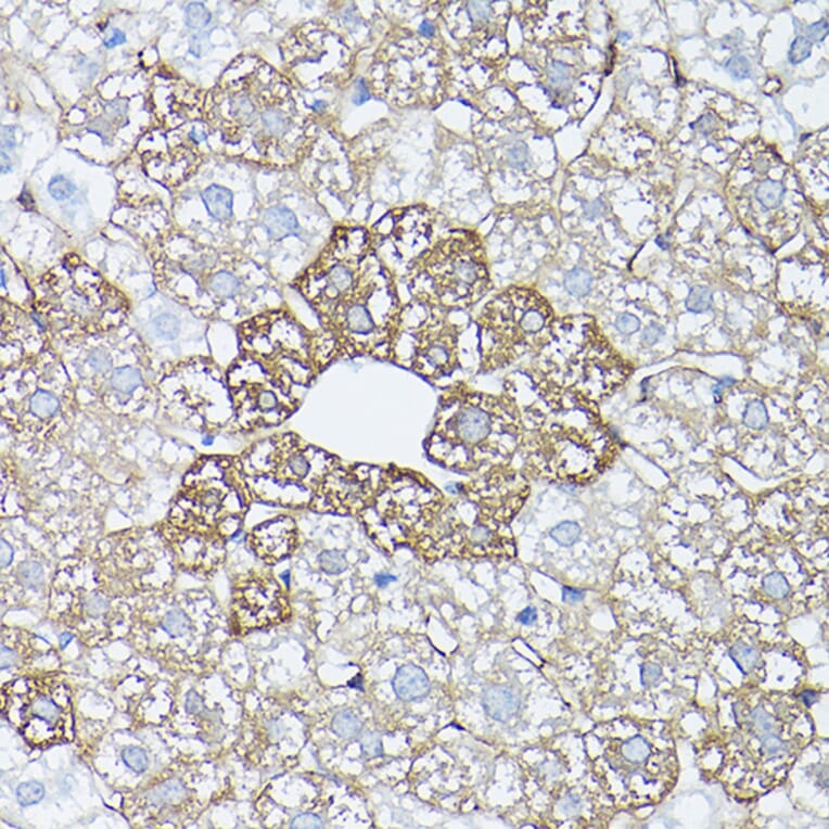 Immunohistochemistry - Anti-Glutamine Synthetase Antibody (A14757) - Antibodies.com