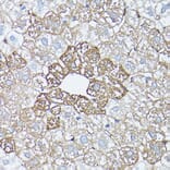 Immunohistochemistry - Anti-Glutamine Synthetase Antibody (A14757) - Antibodies.com