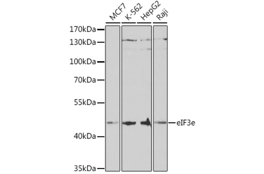 Western Blot - Anti-eIF3e Antibody (A14765) - Antibodies.com