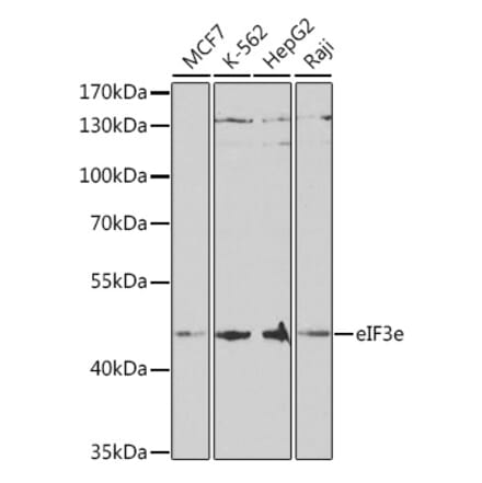 Western Blot - Anti-eIF3e Antibody (A14765) - Antibodies.com