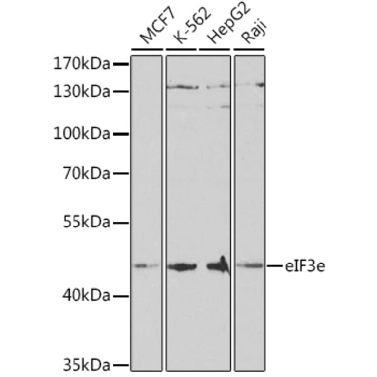 Western Blot - Anti-eIF3e Antibody (A14765) - Antibodies.com