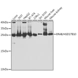 Western Blot - Anti-ERAB Antibody (A14766) - Antibodies.com