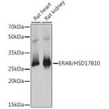 Western Blot - Anti-ERAB Antibody (A14766) - Antibodies.com