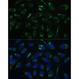 Immunofluorescence - Anti-ERAB Antibody (A14766) - Antibodies.com