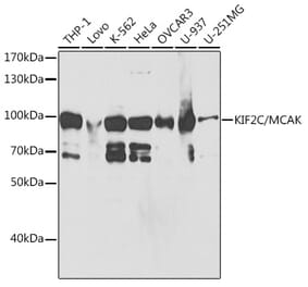 Western Blot - Anti-MCAK Antibody (A14767) - Antibodies.com