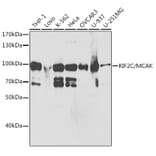 Western Blot - Anti-MCAK Antibody (A14767) - Antibodies.com