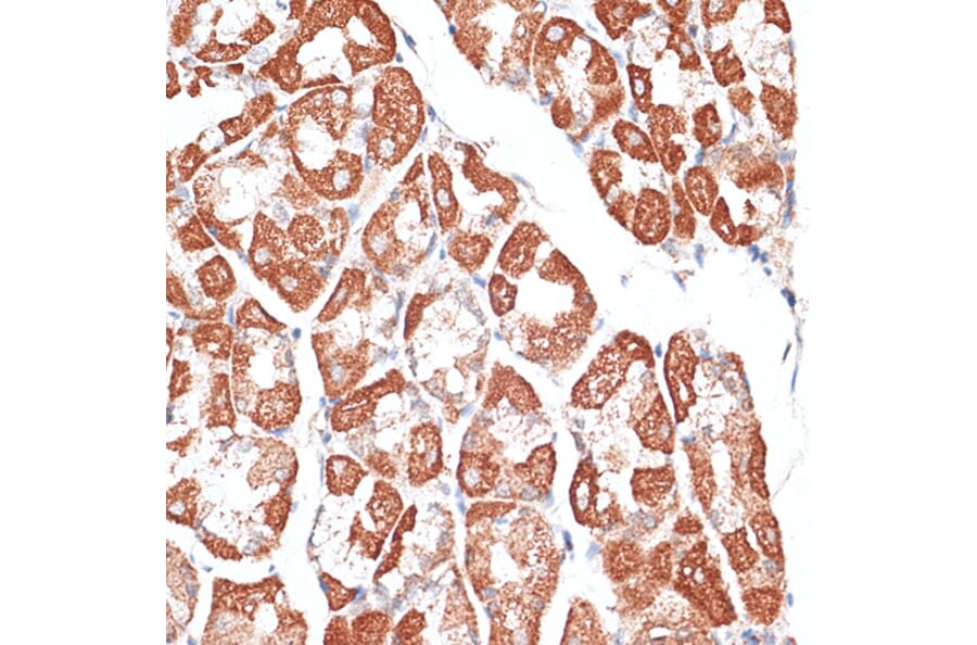 Immunohistochemistry - Anti-MCAK Antibody (A14767) - Antibodies.com