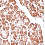 Immunohistochemistry - Anti-MCAK Antibody (A14767) - Antibodies.com