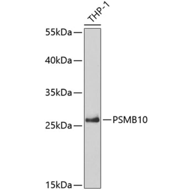 Western Blot - Anti-PSMB10/MECL1 Antibody (A14770) - Antibodies.com