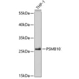 Western Blot - Anti-PSMB10/MECL1 Antibody (A14770) - Antibodies.com