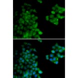 Immunofluorescence - Anti-PSMB10/MECL1 Antibody (A14770) - Antibodies.com