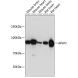 Western Blot - Anti-APLP2 Antibody (A14773) - Antibodies.com