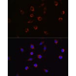 Immunofluorescence - Anti-APLP2 Antibody (A14773) - Antibodies.com