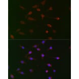 Immunofluorescence - Anti-Cdc34 Antibody (A14775) - Antibodies.com
