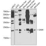Western Blot - Anti-ALR/HPO Antibody (A14780) - Antibodies.com