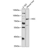 Western Blot - Anti-Histidine decarboxylase Antibody (A14781) - Antibodies.com
