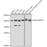 Western Blot - Anti-HIF1AN/FIH-1 Antibody (A14782) - Antibodies.com