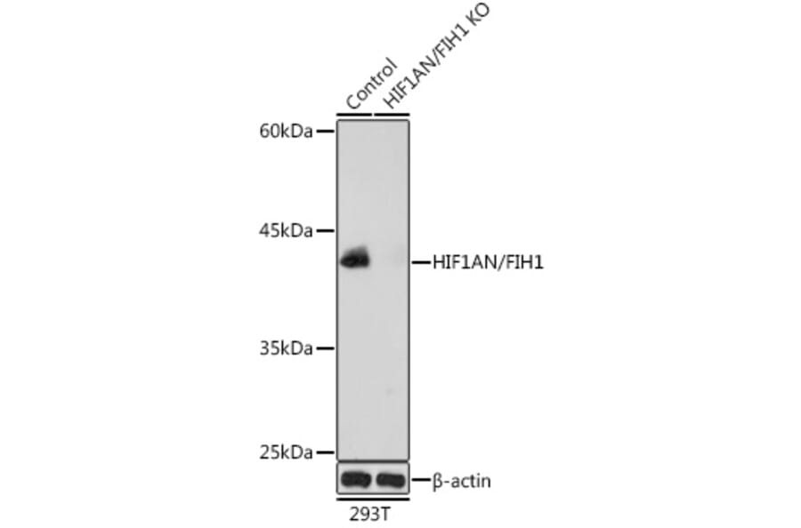 Western Blot - Anti-HIF1AN/FIH-1 Antibody (A14782) - Antibodies.com