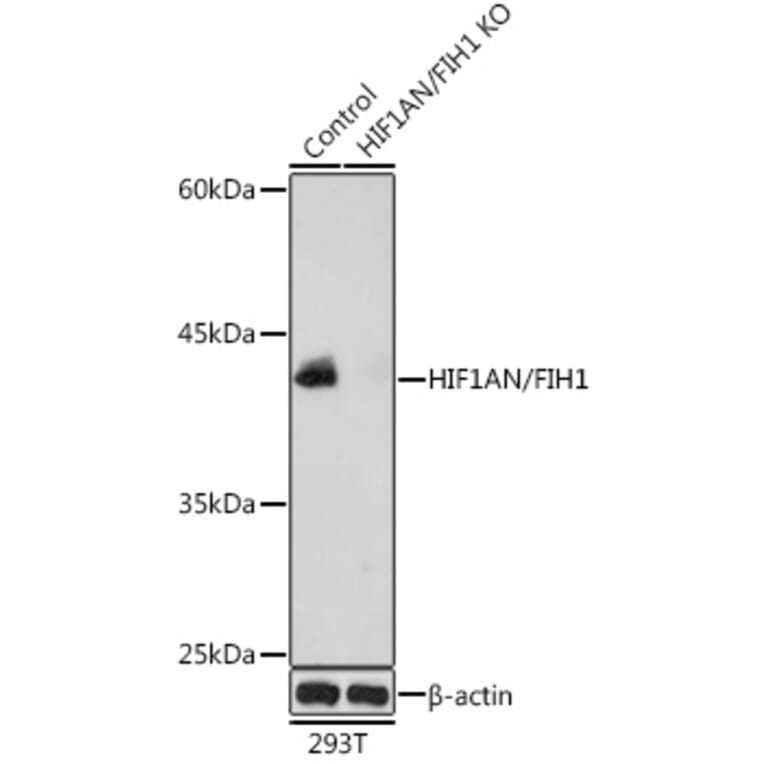 Western Blot - Anti-HIF1AN/FIH-1 Antibody (A14782) - Antibodies.com